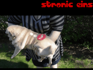 A person holding a pug with a Fun Factory sticker on its back, rocking it back and forth to simulate thrusting.