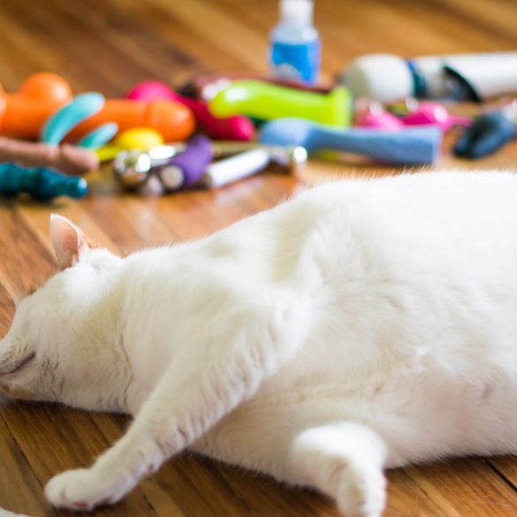 Chowdy rolling around on the floor, being thoroughly in the way in front of a bunch of sex toys.