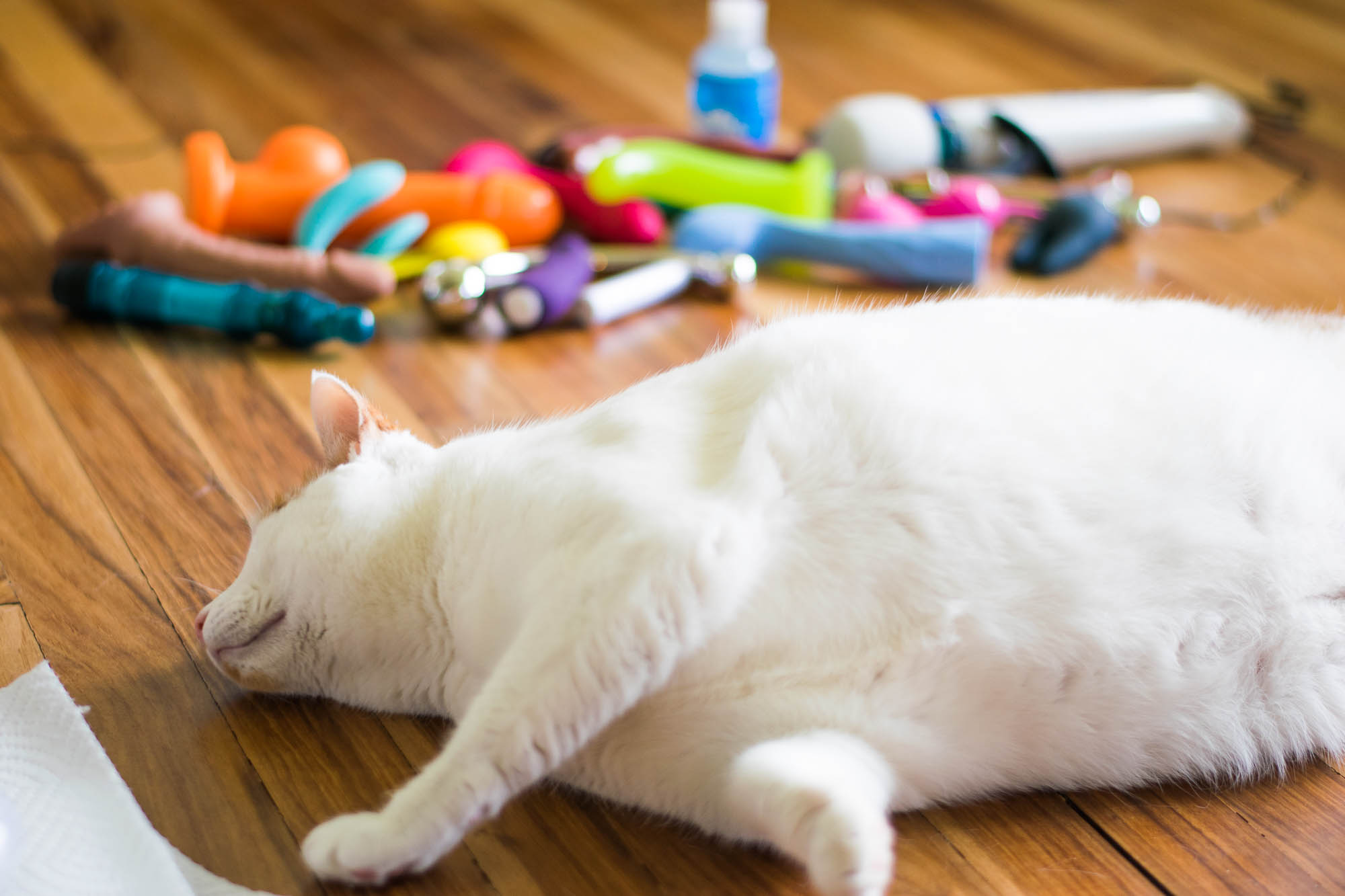 Chowdy rolling around on the floor, being thoroughly in the way in front of a bunch of sex toys.