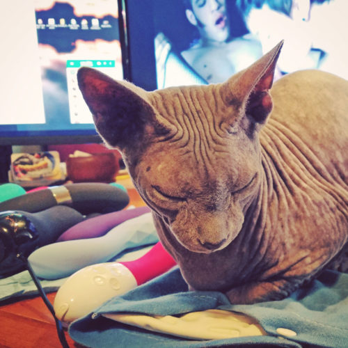 Boris happy on his heating pad next to my pile of vibrators.