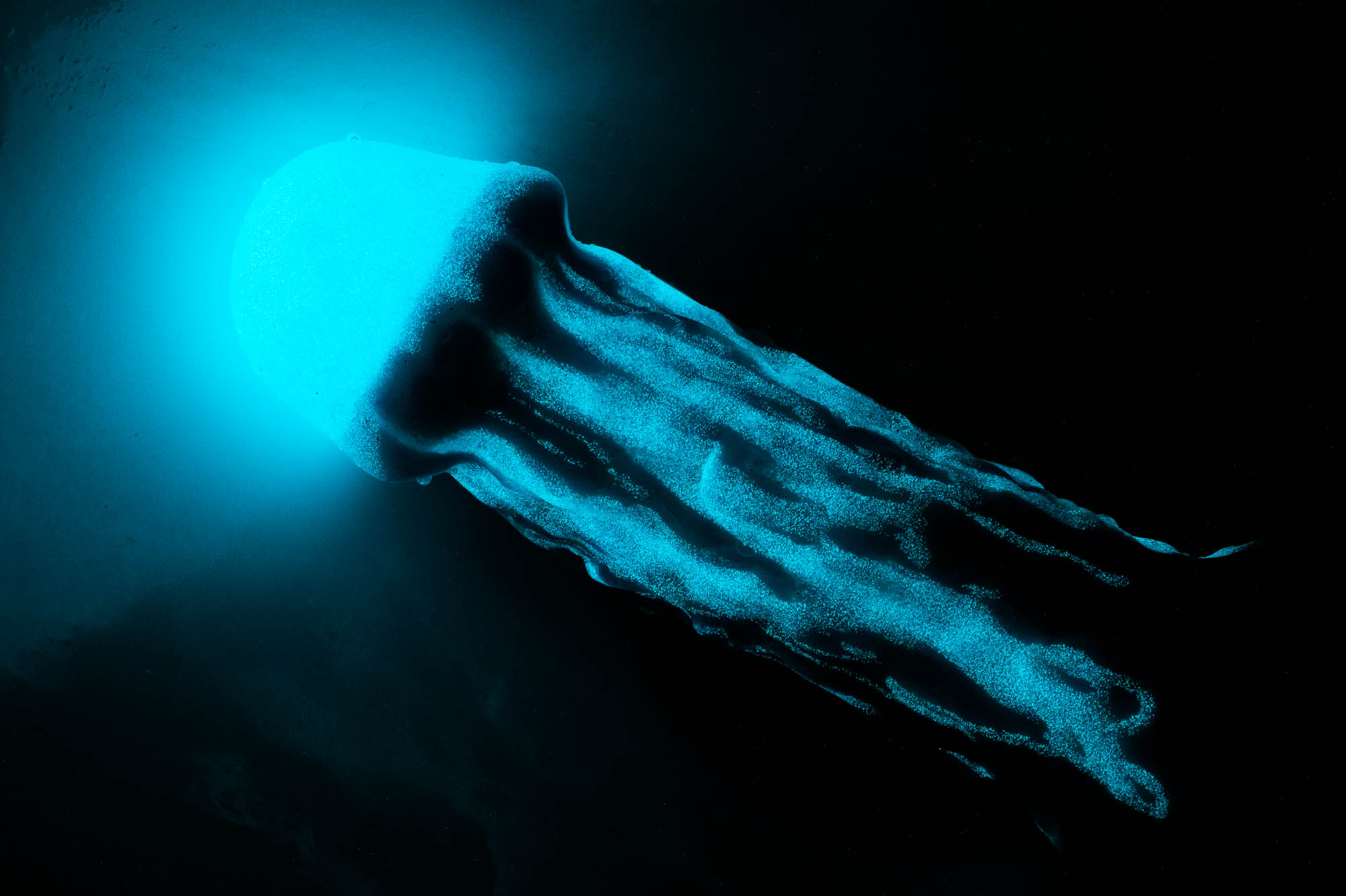 Uberrime Jellyfish 2.0 silicone dildo glowing in the dark! It looks like it's dripping blue!