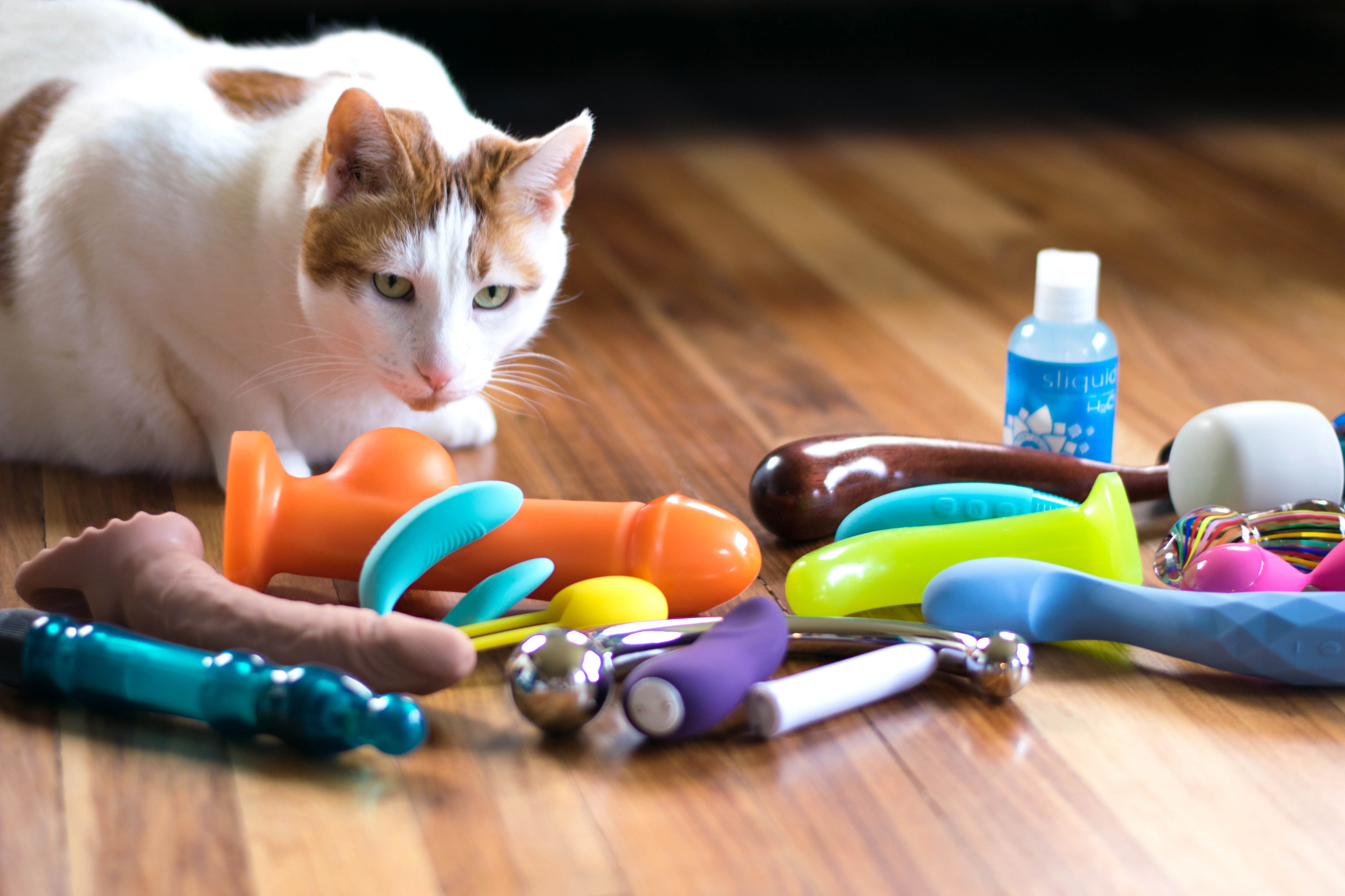 My huge cat Chowder with a bunch of sex toys splayed out on the floor.