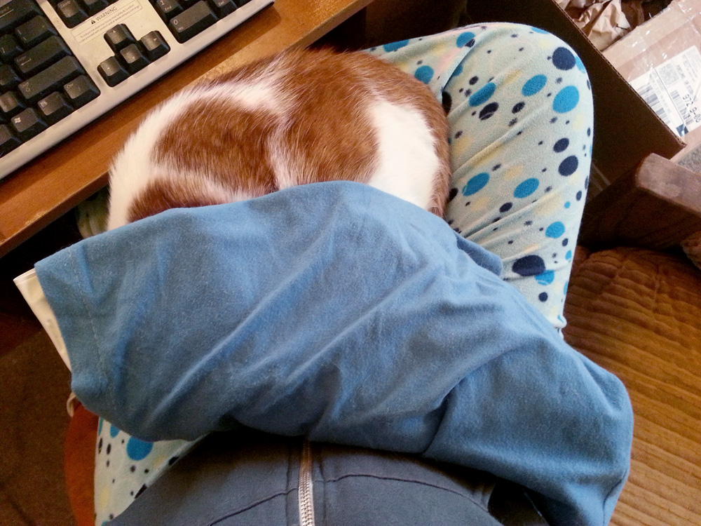 The heating pad thief, on my lap.