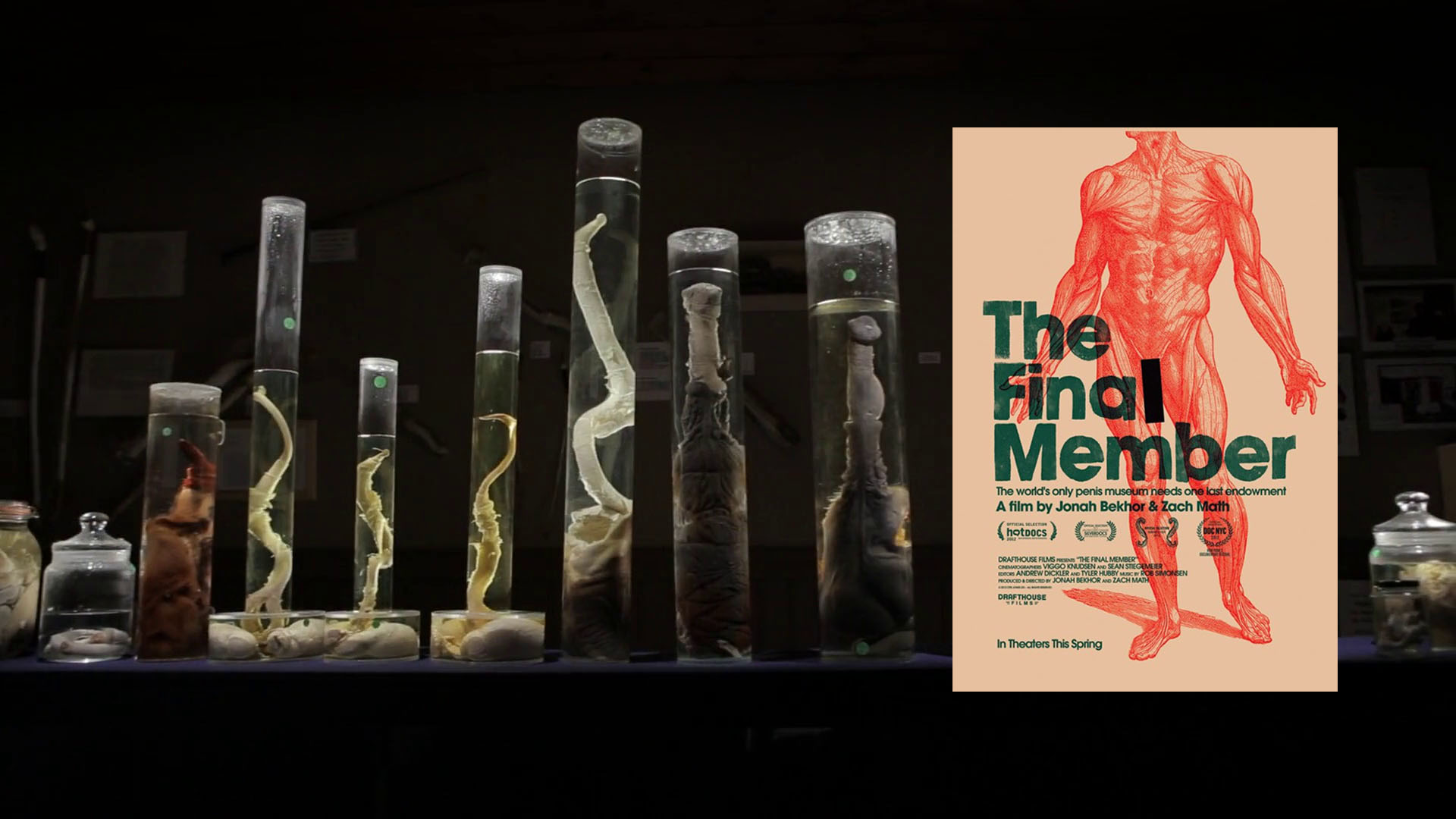 Movie Night The Final Member (2012) » Hey Epiphora — Where sex toys go to be judged