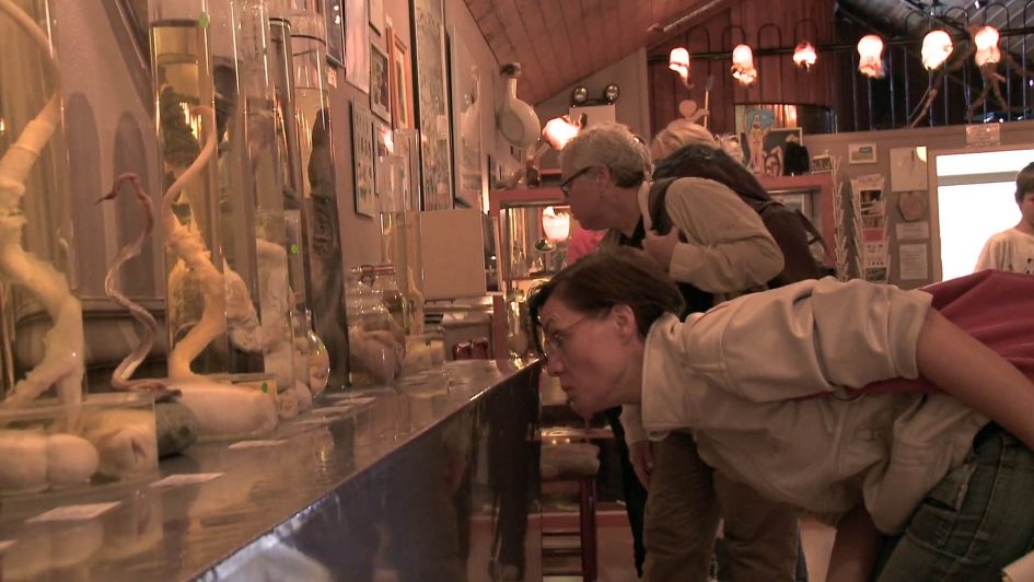 People in the Icelandic Phallological Museum, looking closely at the preserved penises.